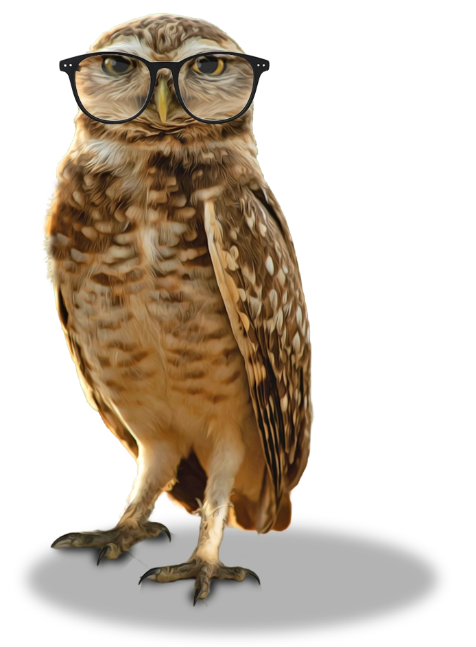 owl contact
